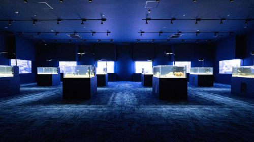 DMM Kariyushi Aquarium B7axYlqJ