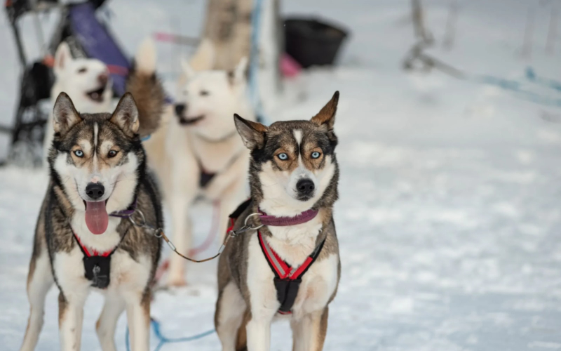 Local husky experience with sled ride and photographer 6p0jMAk6