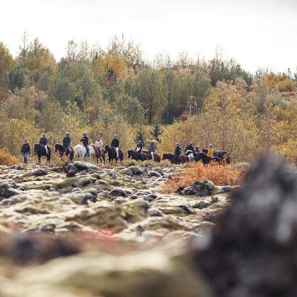 Lava Field Horse Riding Experience from Hafnarfjordur 8CxpzO0m