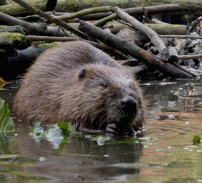Biesbosch: Boat Cruise through National Park uz9Ef8uA
