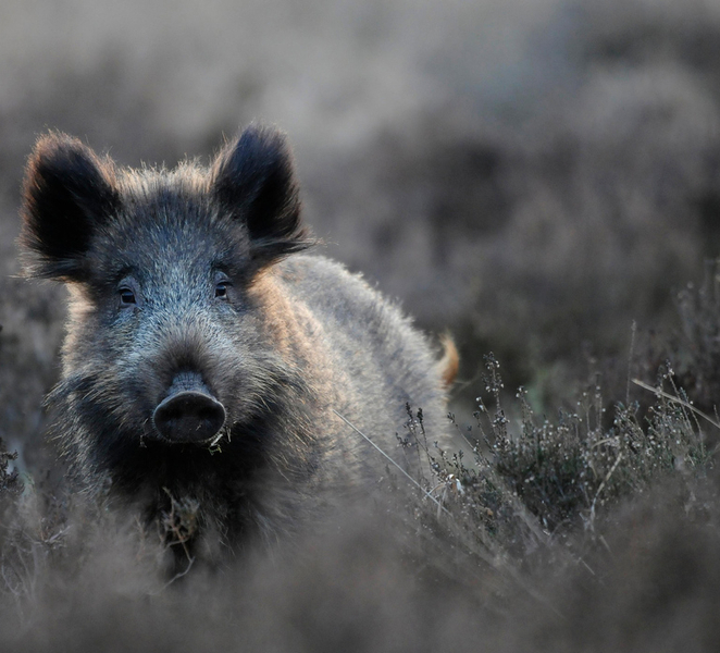 Otterlo: De Hoge Veluwe National Park Entry Ticket ugtcHsyN
