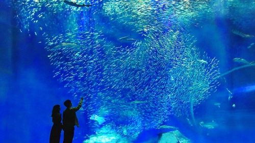 Aqua World Ibaraki Oarai Aquarium Infant PGO2HiaN