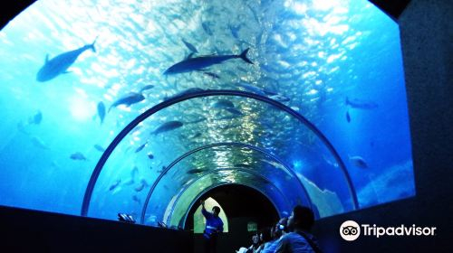 Kushimoto Marine Park G3r4CYTR