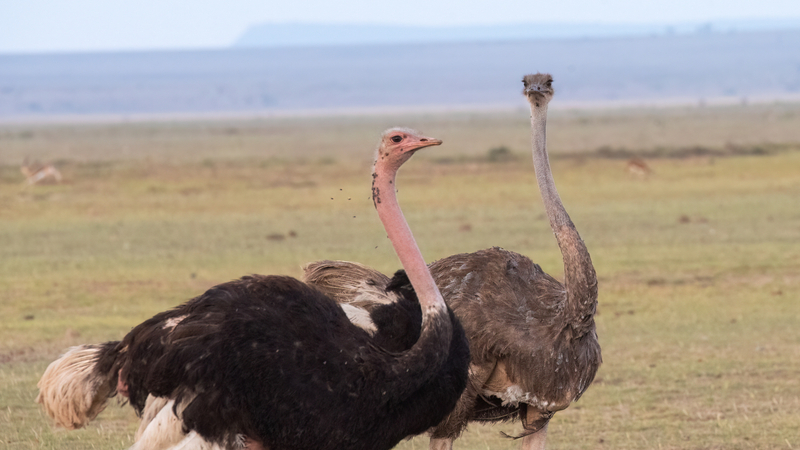 Lake Nakuru Safari and Lake Naivasha Boat Ride from Nairobi PTAgNHjO