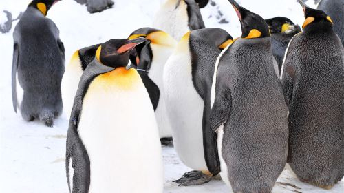 Hokkaido Asahiyama Zoo + Panoramic Flower Gardens Shikisai-no-oka Snow Play 1-Day Tour with Free Zoo Admission Ticket Day Tours PFQuscri