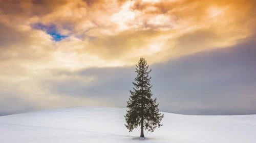 Hokkaido Asahiyama Zoo + Christmas Tree + Shirogane Blue Pond (Aoiike) + Shirahige Waterfall 1-day tour, including zoo admission ticket Day Tours rpAGh39d
