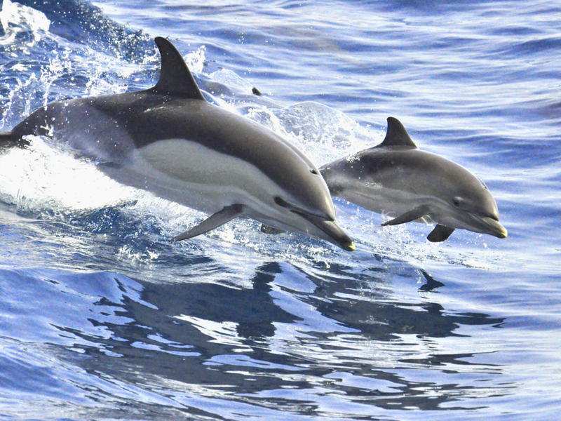 Whale and dolphin watch experience in Costa Adeje crZH36i9