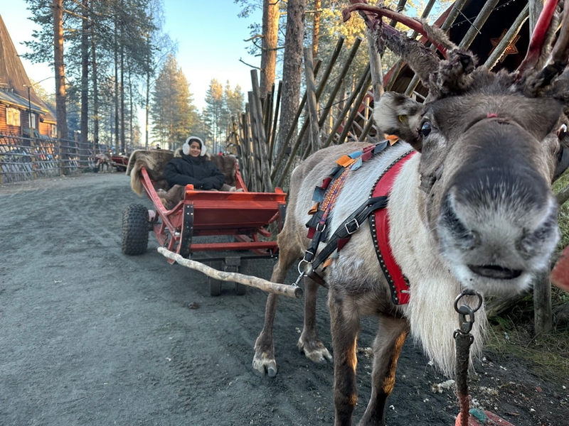 Ultimate Lapland Combo, Meet Santa, Reindeer and Husky Ride kUqKp5wW
