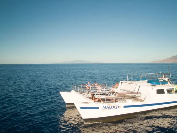 Whale Watching Experience in Maui zyXhfsfN