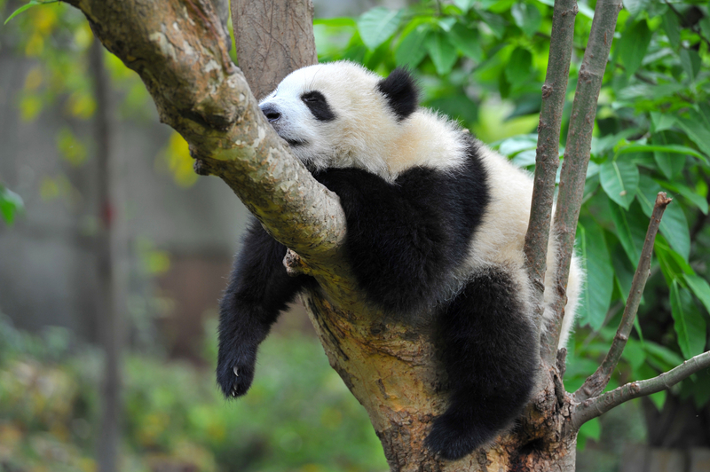 Chengdu Giant Panda Breeding Research Base Small Group Half-Day Tour oLRM8eYd