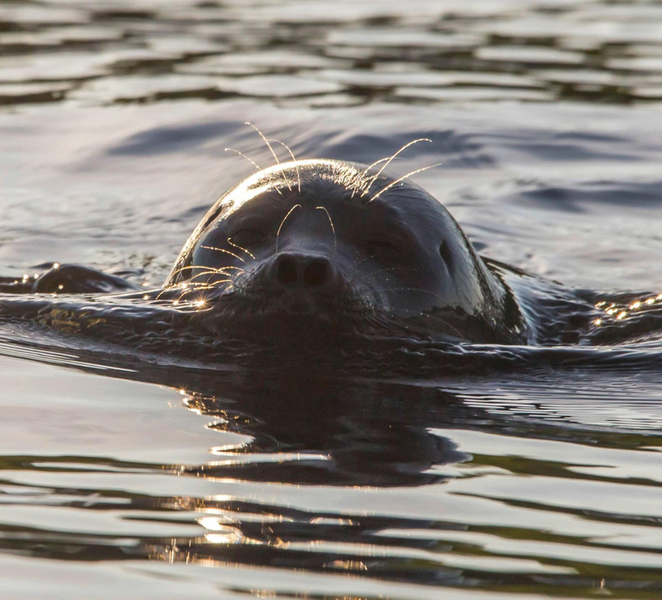 Puumala: Lake Saimaa Seal Watching Cruise WCjw6BS3