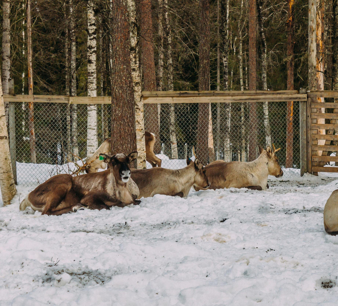 Rovaniemi: Trip to Ranua Zoo with Tickets AWUGc4Hc