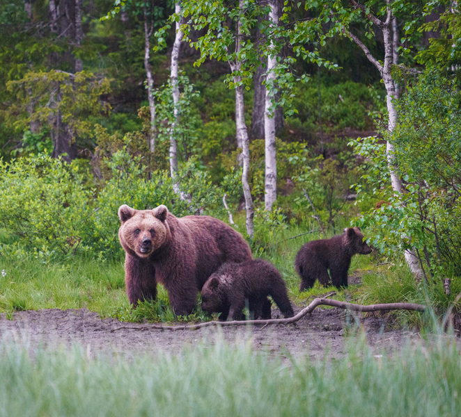 Kuusamo: Bear Watching Overnight Tour vPkhuU5w