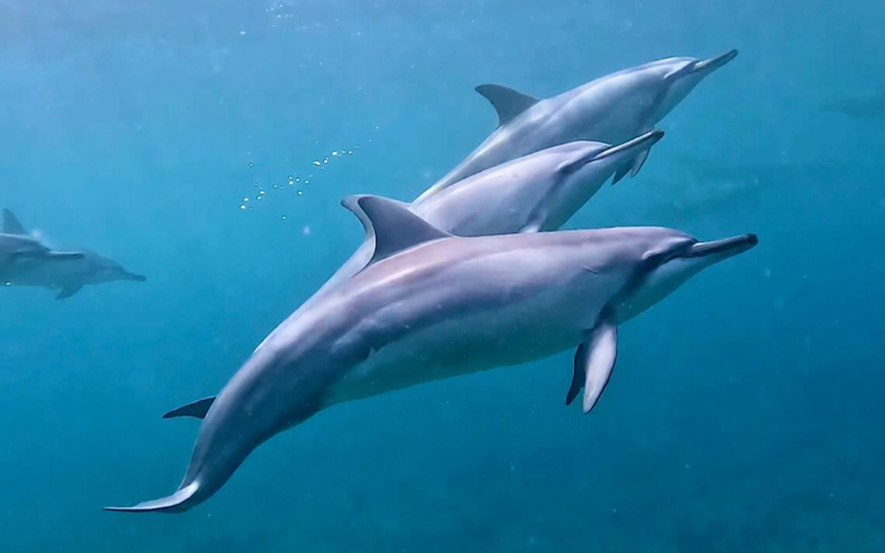 Oahu Marine Life Half-Day Small Group Experience  FxKoffxz