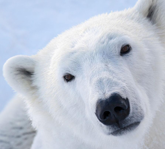 From Rovaniemi: Visit Wildlife Park in Ranua yzMPTgpj