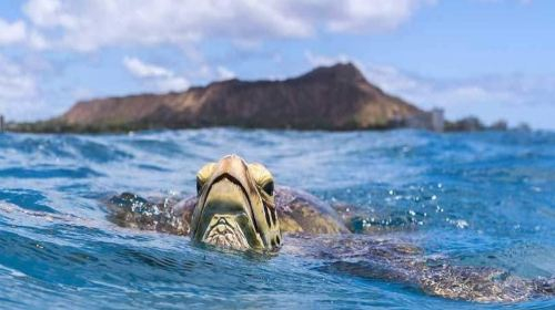 2-hour diving and diving experience at Waikiki Beach in Honolulu, USA [USA Waikiki Sea Turtle Snorkeling Cruise Experience (Optional Lunch 166748] VAQa3RFt