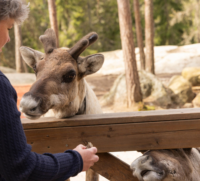PRIVATE Reindeer Park Adventure by VIP Car GJeoxJo1