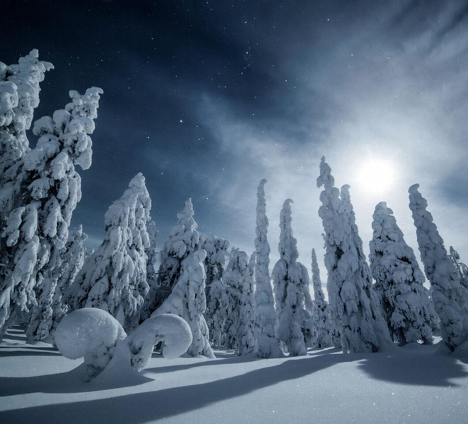 Rovaniemi: Snowy Forest Night Hike with Northern Lights JQFWLzi8