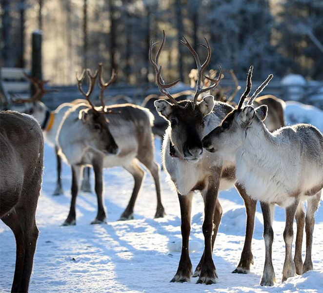 Kuusamo: Reindeer Farm Visit VaDZlMZ6