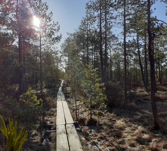 Lahti: Guided Nature Walk The Heart of The Swamp DUaoMz2t