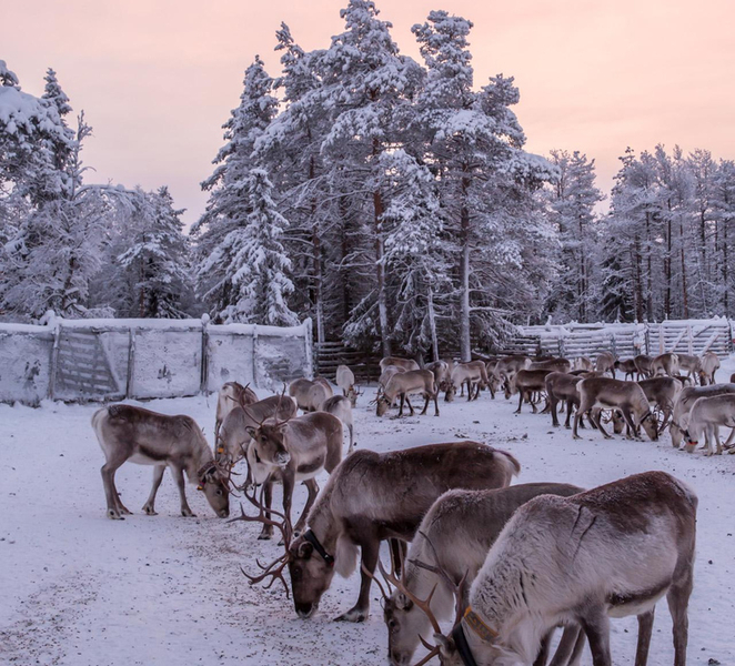 Kuusamo: Reindeer Sleigh Ride and Farm Visit 4IznR2L7