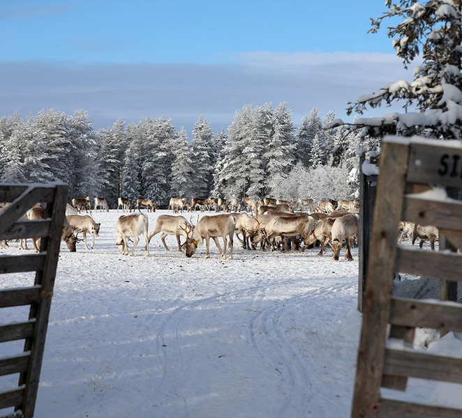 Kuusamo: Morning Feeding of Hundreds of Reindeer IdS9E6hC