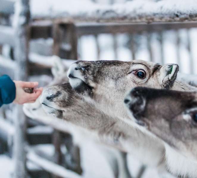 Ruka: Reindeer Ride with Snacks and Storytime Wrn6kzro