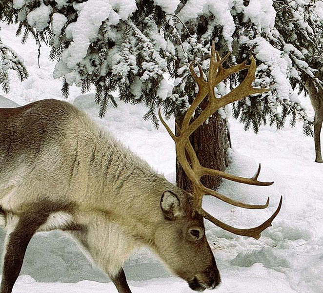 Rovaniemi: Ranua’s Wildlife Park Ticket with Transportation Drdk1DLo