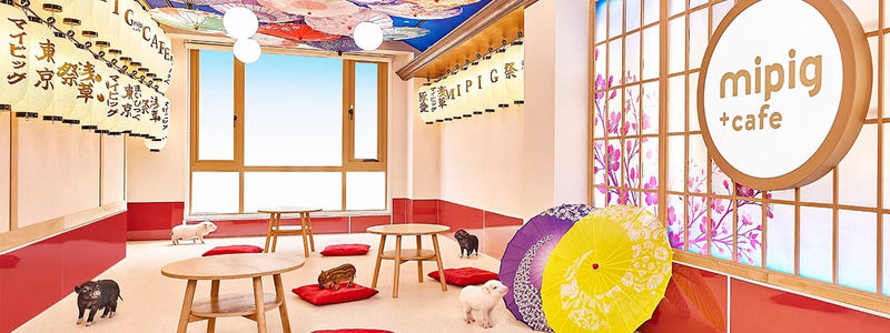 Micro Pig Cafe Experience in Aasakusa f6vSZjM3