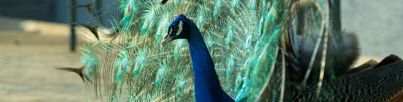 Kigali Eco Park Bird Watching Experience UnAI890I
