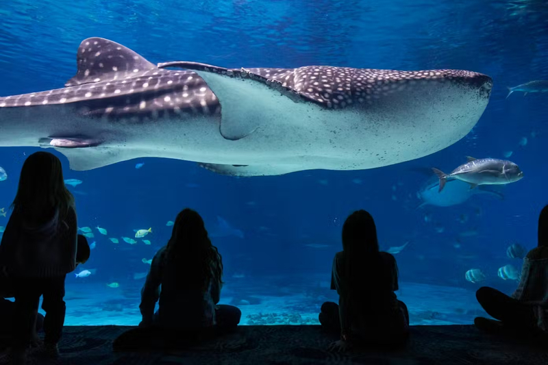 Georgia Aquarium: Fast Track Ticket iTExGSNu