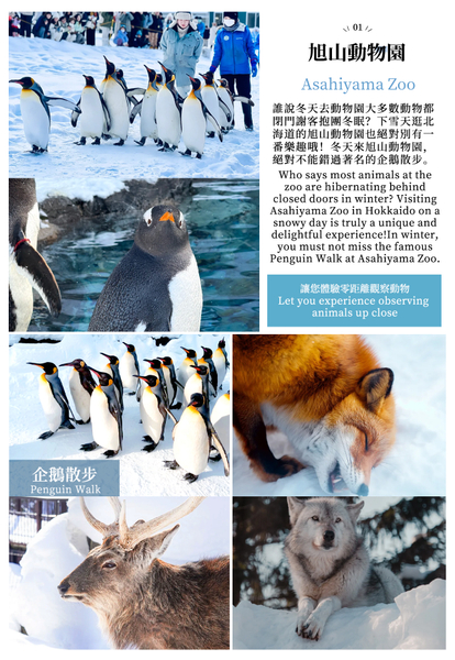 [Hokkaido Day Trip] Asahiyama Zoo (Including Admission) + Shikisai-no-oka + Biei Instagram-Famous Trees/Blue Pond & Shirahige Falls (Other Seasons) + Furano Ningle Terrace | Departure from Sapporo - Complimentary Hot/Cold Drink tnkmFVlD
