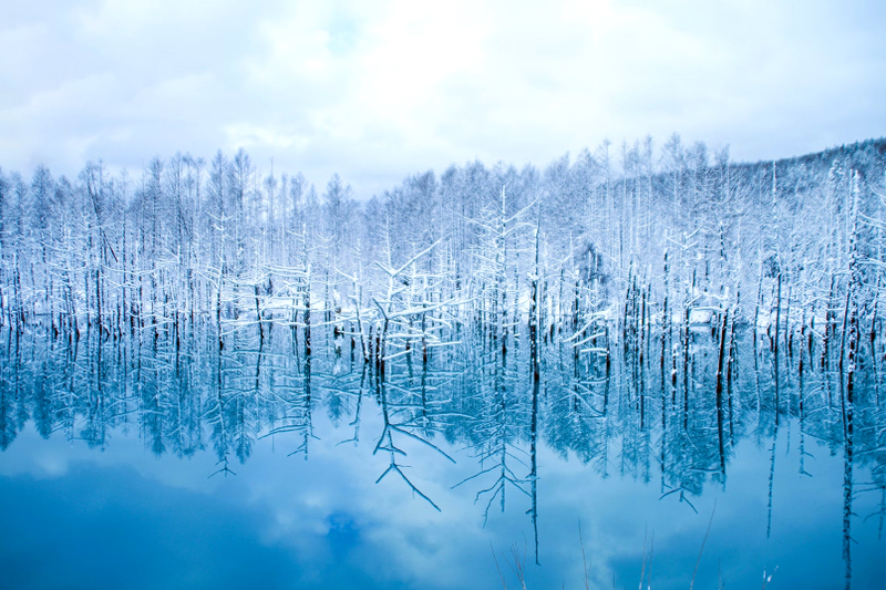 Hokkaido Winter Full-Day Tour | Penguin Walk, Platinum Blue Pond, Shirahige Falls, Forest Elf Terrace | Departure from Sapporo, Chinese and English Tour Guide OAJT9rbU
