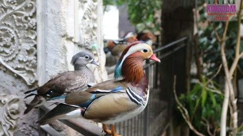 Niagara Falls, Canada: Bird Kingdom Entry Ticket Day Tours eJWD3hCk