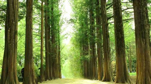 Nami Island + Petite France or Italian Village + Gapyeong Rail Bike + Garden of Morning Calm 1-day tour Day Tours JgiDEHA9