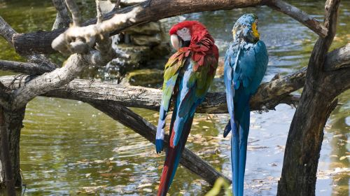 San Antonio Zoo 1BmxXfYq