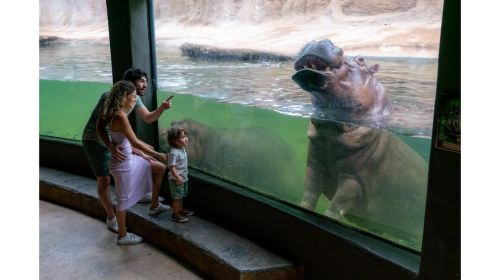 San Antonio: San Antonio Zoo Any Day Ticket Day Tours VPBvdD1m