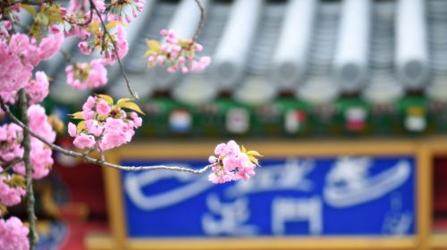 1-day tour to Nami Island + Petite France or Italian Village + Gangchon Rail Bike Day Tours UrsaiyPS