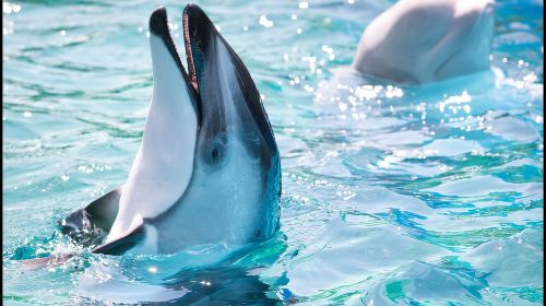 San Antonio: SeaWorld Skip-the-Line Park Admission Ticket Day Tours gN45C5Th