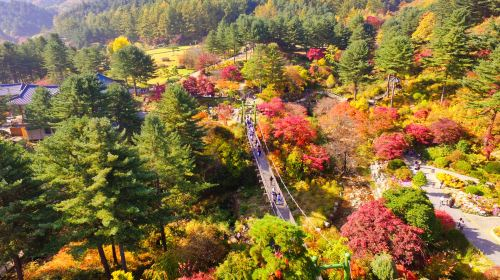 Nami Island + Petite France & Italian Village + Gangchon Railbike + The Garden of Morning Calm One Day Tour (From Seoul) Day Tours bTIxPMpj