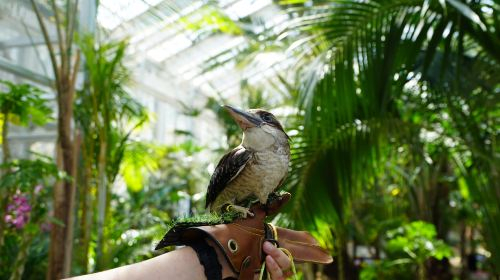 Gyeonggi-do, South Korea|Gapyeong Begonia Bird Park x Rail Bike x Petite France x Italian Village Day Tours XIdZ4B9D