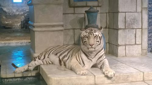 Houston City Tour and Downtown Aquarium All Rides Pass Day Tours eR7jZcz0