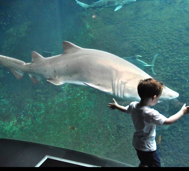 Nausicaá National Sea Center: Full-Day Entry Ticket 8a1wBMCJ