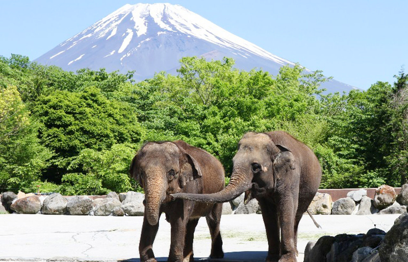 One-day tour of Fuji Safari Park, Oshino Hakkai, and Oishi Park TFIbNyLf