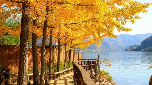 Nami Island and Petite France & Italian Village Day Trip from Seoul Day Tours n4gGIpCi
