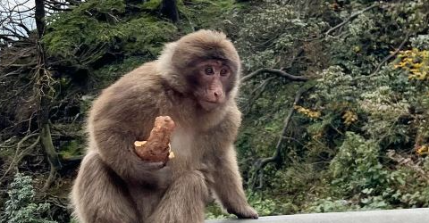 Leshan Giant Buddha + Mount Emei One-Day Tour [Guaranteed Tickets + Optional Small Group Tours & First-Class Flights + Truly Pure Travel] JjgxUfc9