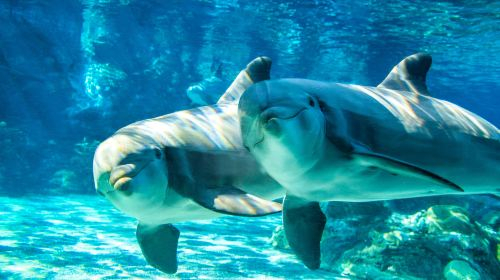 SeaWorld Orlando 1wSfsRzm