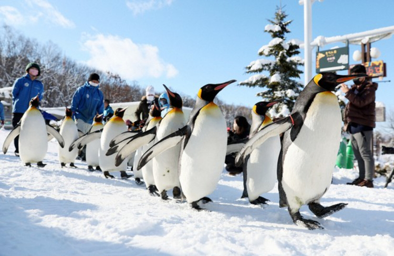 Asahiyama Zoo, Shirahige Falls, Blue Pond, & Ningle Terrace Car Tour BWmr0w0r
