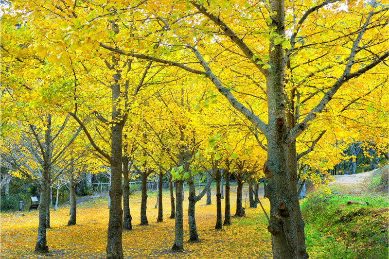 Taichung Wuling Farm & Fushoushan Farm Day Tour (Departing from Taipei) RMOOHwns