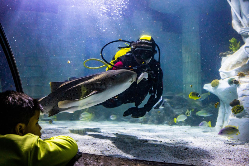 SEA LIFE Porto Ticket f50H5HPi